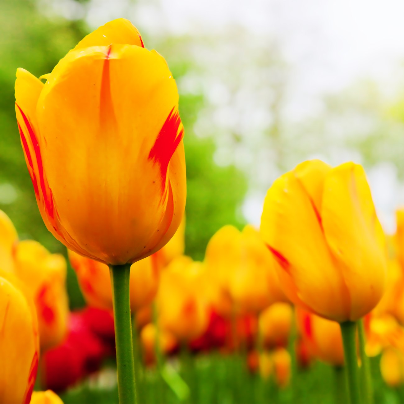 Crédence de Cuisine en Tulipe Jaune 14