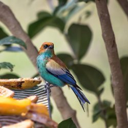 crédence cuisine oiseau Calliste à dos marron