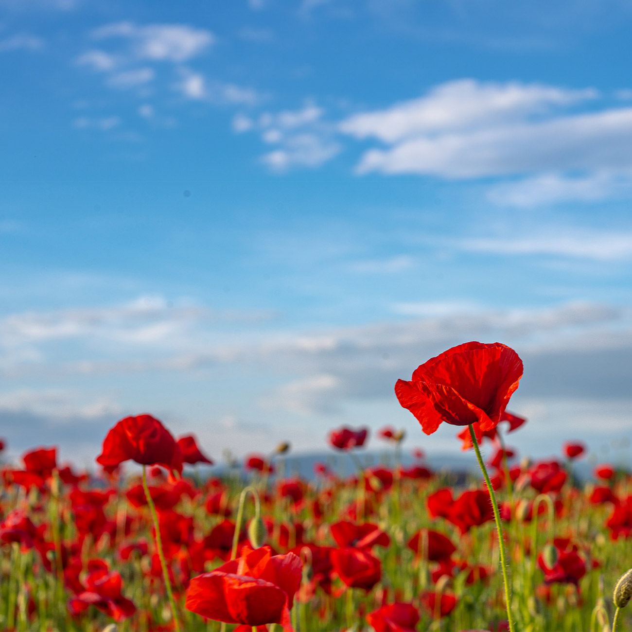 Crédence de Cuisine “Coquelicot” 15