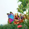 Crédence de Cuisine “Papillon Exotique” 14