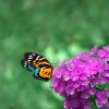 Crédence de Cuisine “Papillon Sur Une Fleur Violette” 14