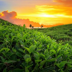 credence cuisine champ de plantation de the