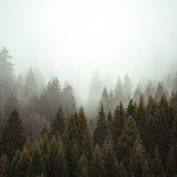 credence cuisine arbres sous la brume