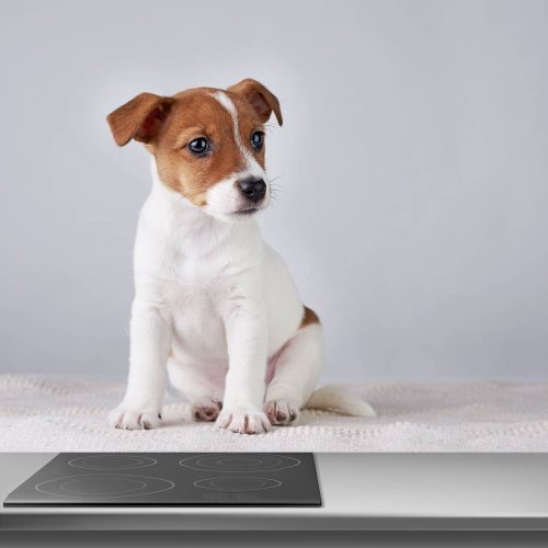 Crédence de cuisine “Chiot Jack Russell Terrier” 11