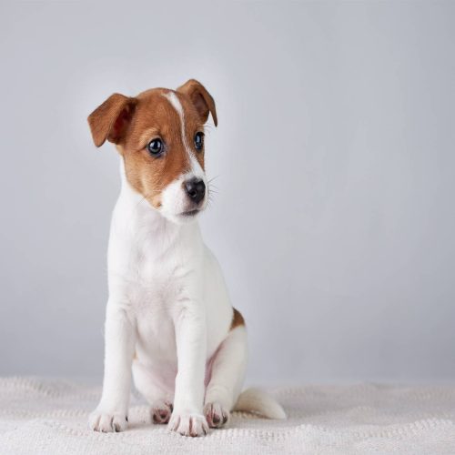 Crédence de cuisine “Chiot Jack Russell Terrier” 9