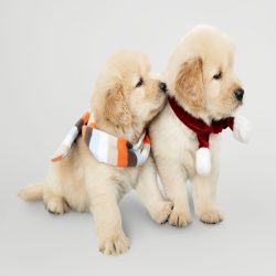 credence cuisine chiots golden retrievers