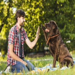 credence cuisine complicite homme et chien