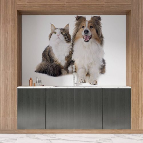 Crédence de cuisine “Duo Shetland Dog et Maine Coon” 10