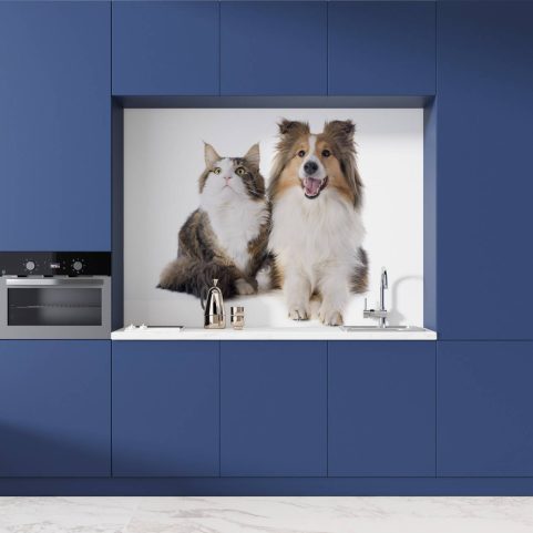 Crédence de cuisine “Duo Shetland Dog et Maine Coon”