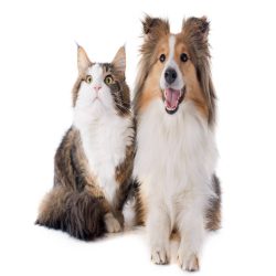 credence cuisine duo shetland dog et maine coon