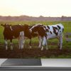 Crédence de cuisine “Vaches à la ferme” 14