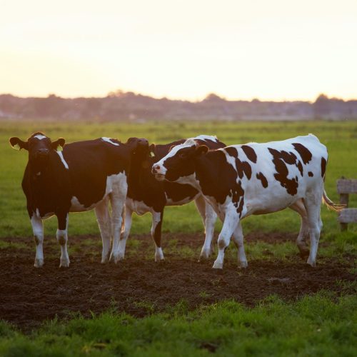 Crédence de cuisine “Vaches à la ferme” 7