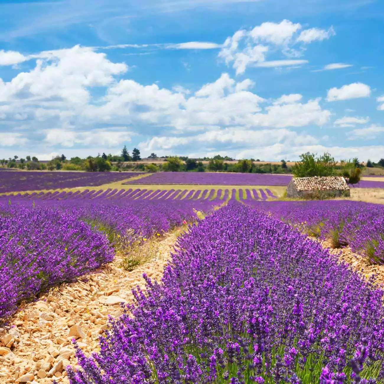 Crédence Cuisine “Champ de Fleurs Violettes” 2