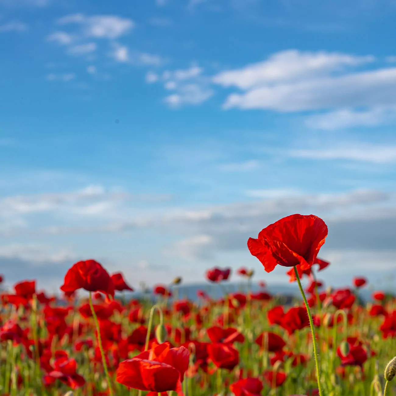 Crédence de Cuisine “Coquelicot” 2