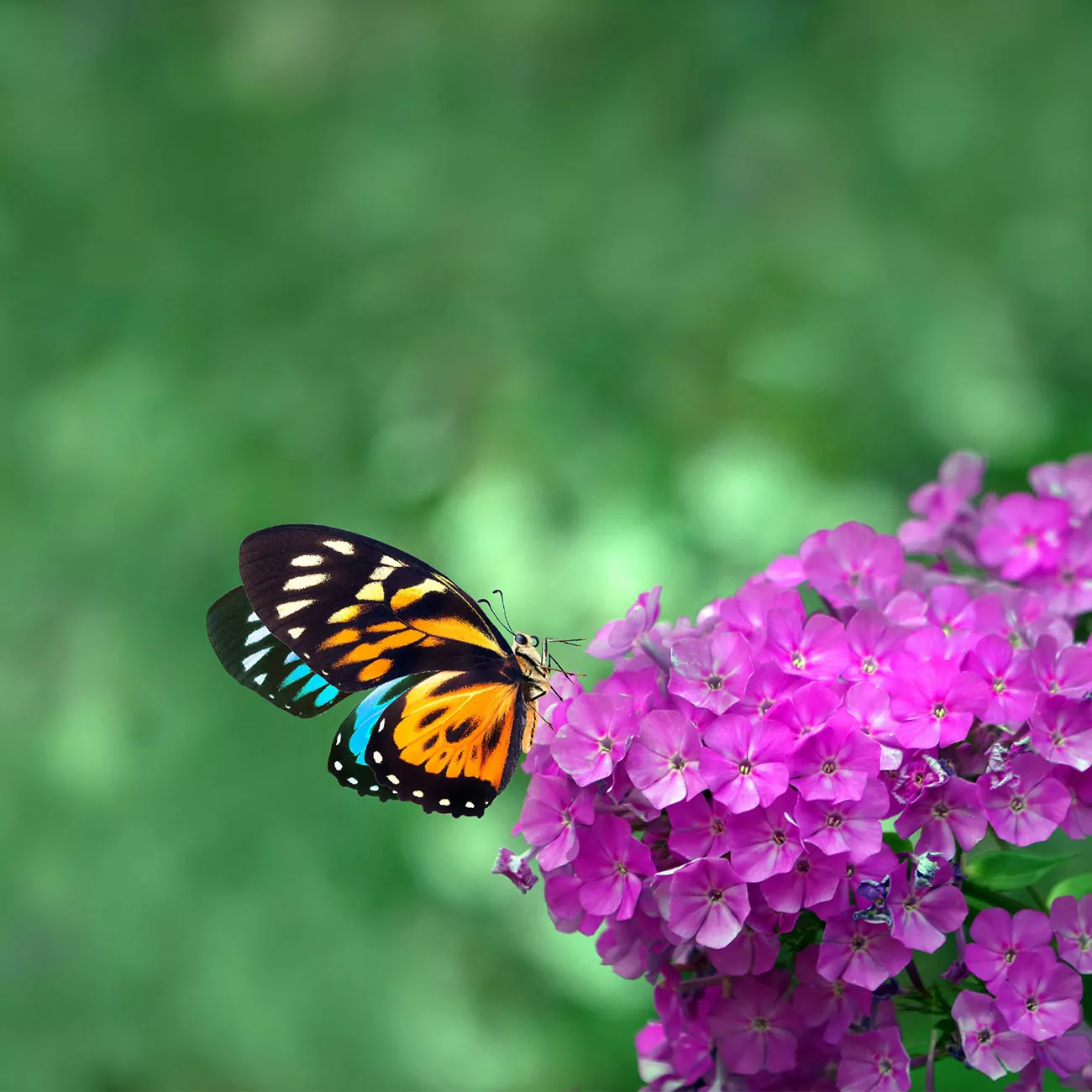 Crédence de Cuisine “Papillon Sur Une Fleur Violette” 2