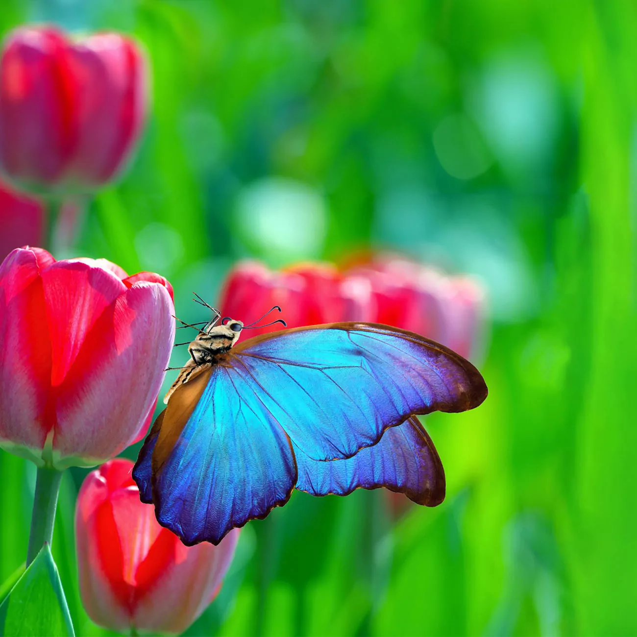 Crédence de Cuisine “Papillon Sur Une Tulipe” 2