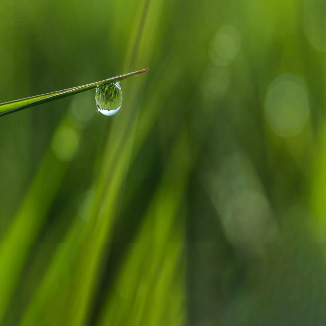 Crédence de cuisine “Goutte d’eau sur plante” 2