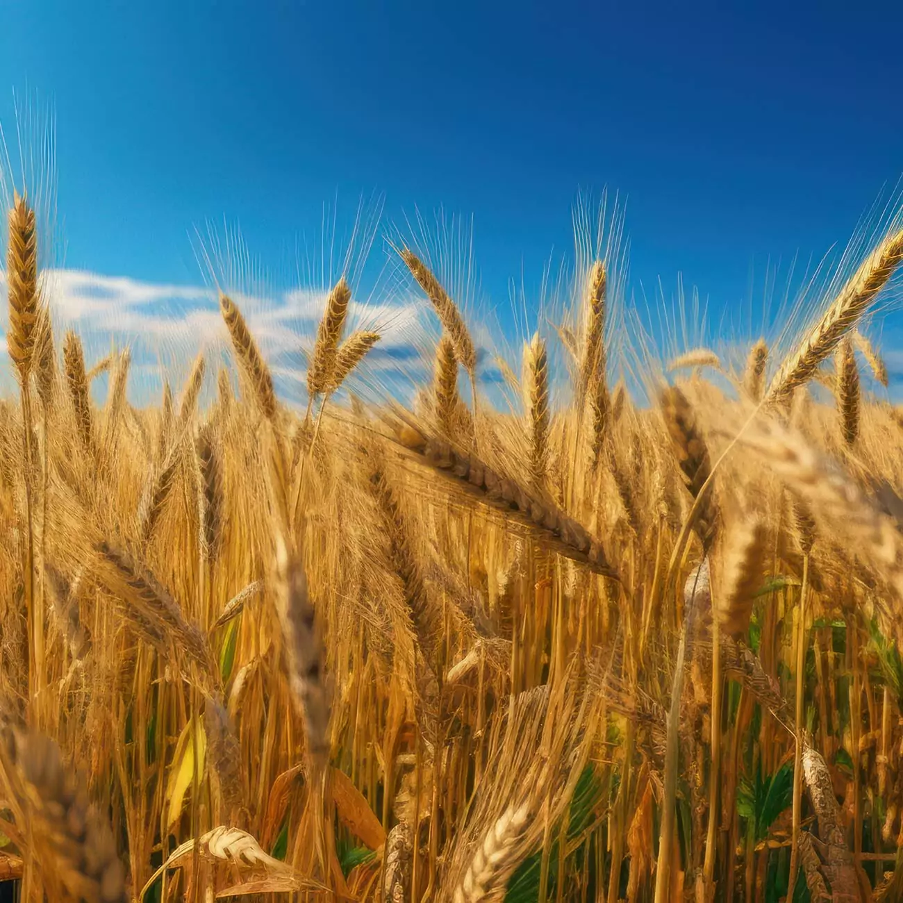 Crédence de Cuisine “Champ de blé en été” 2