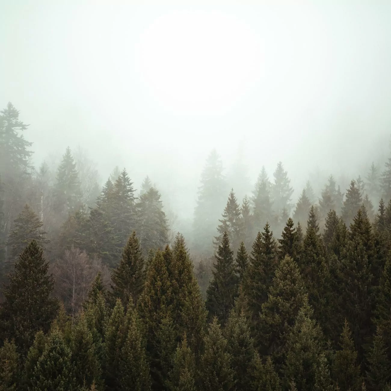 Crédence de cuisine “Arbres sous la brume matinale” 2