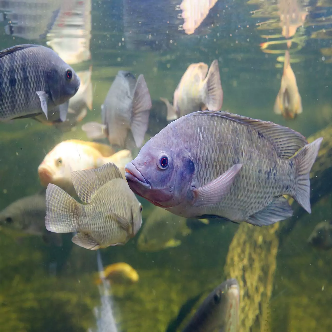 Crédence de cuisine “Tilapia rouge dans étang” 2