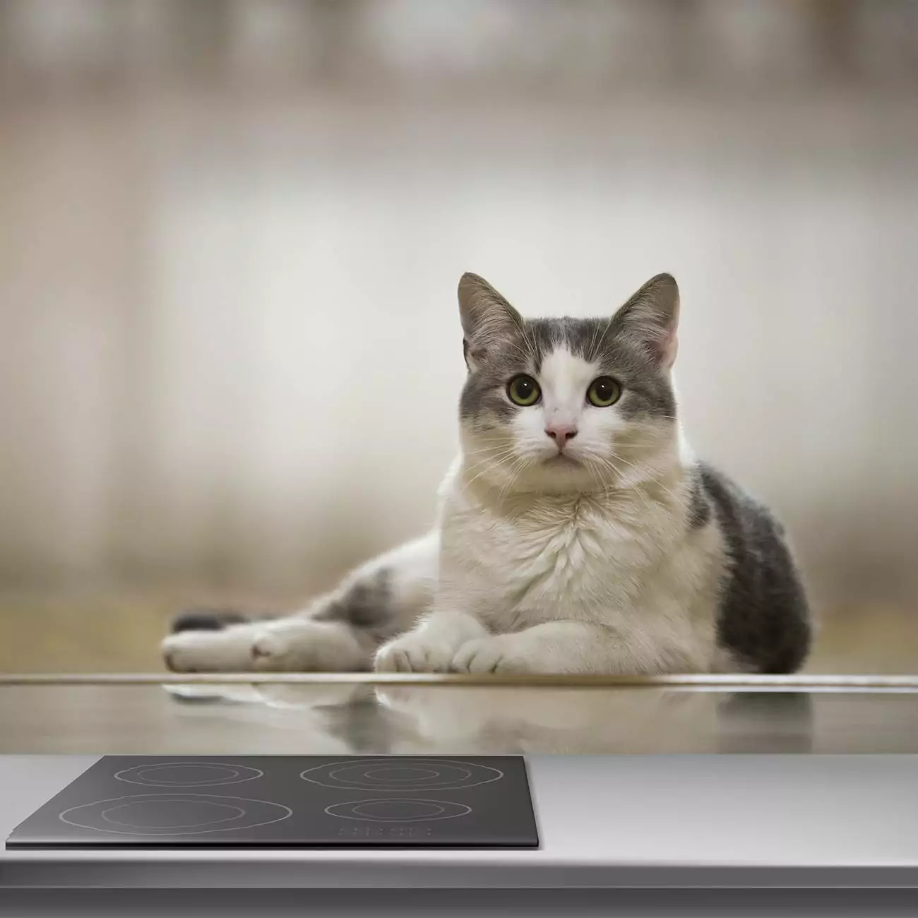 Crédence de cuisine “Chat domestique aux yeux verts” 4