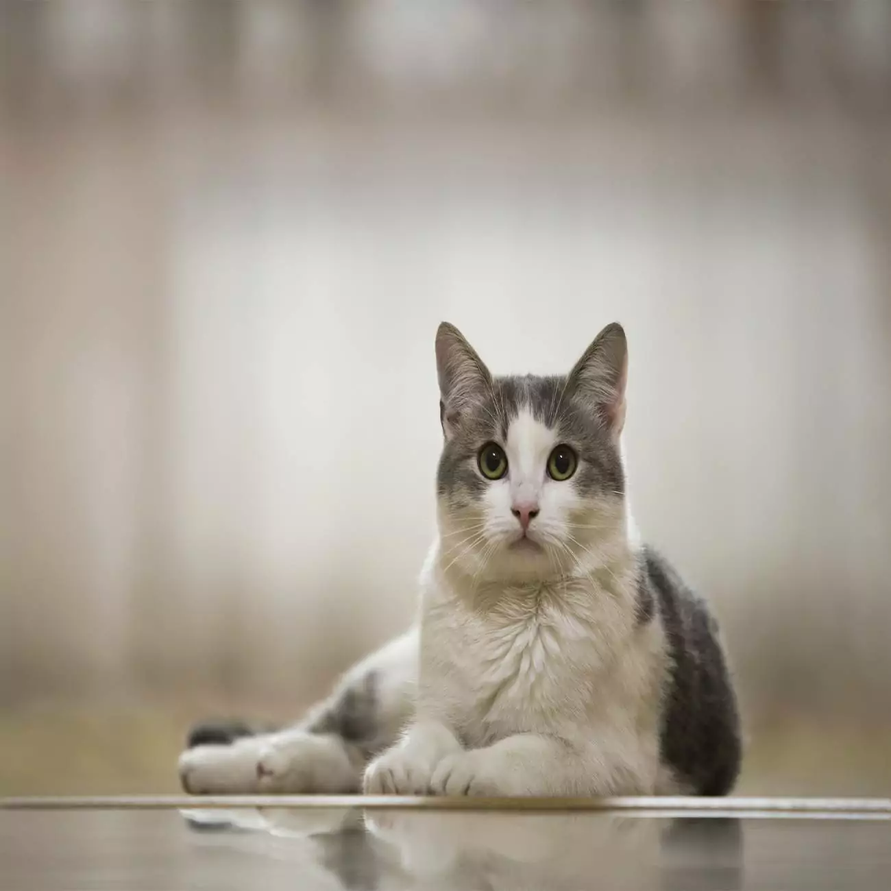 Crédence de cuisine “Chat domestique aux yeux verts” 2