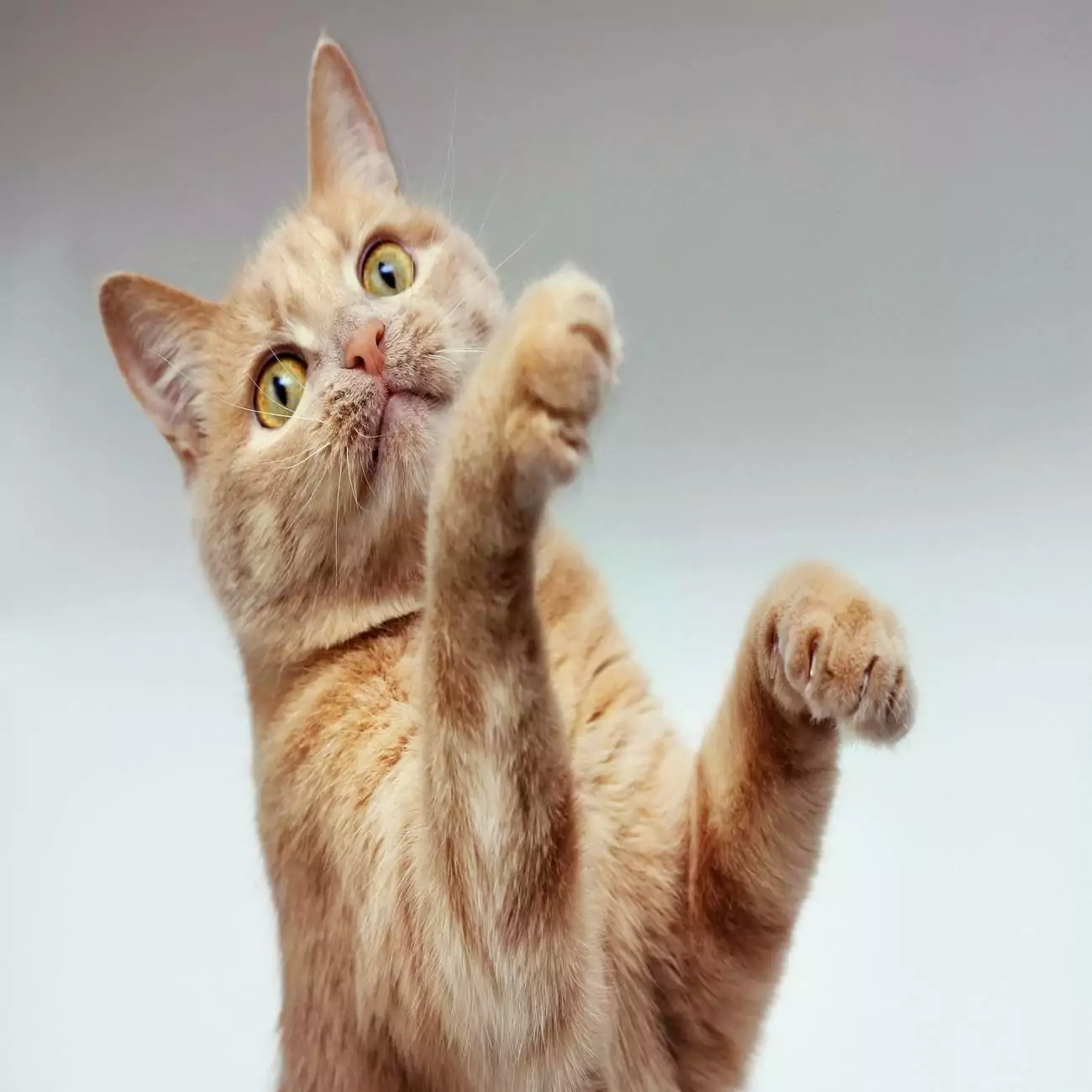 Crédence de cuisine “Chat élevant ses pattes avant” 2