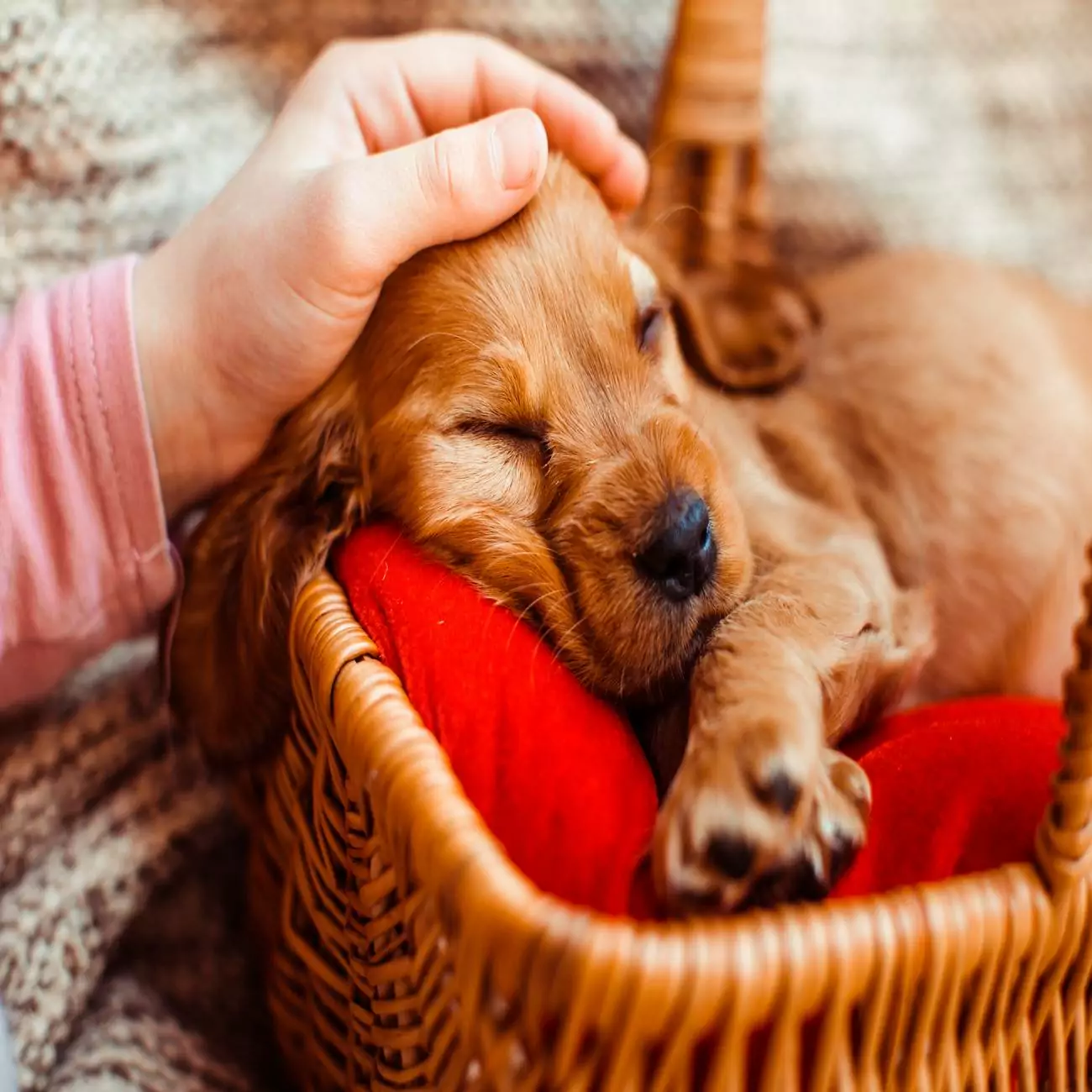 Crédence de cuisine “Chiot rouge endormi caressé” 2