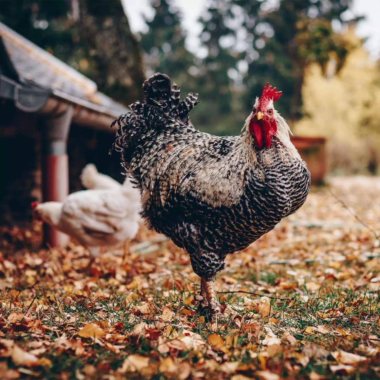 Crédence de cuisine “Poule à la ferme” 2